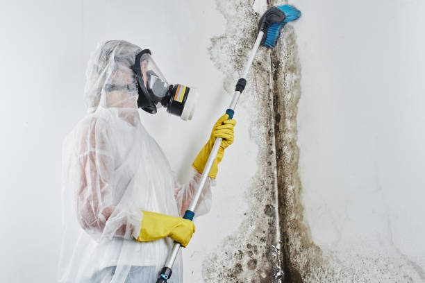 Best Commercial Mold Removal  in Enon, VA