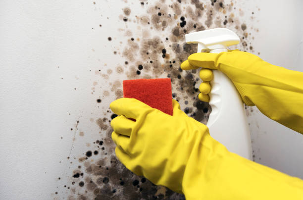 Best Mold Damage Repair  in Enon, VA