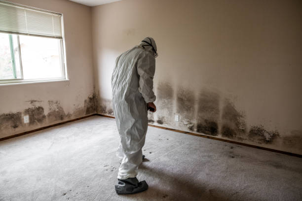 Trusted Enon, VA Mold Removal Experts