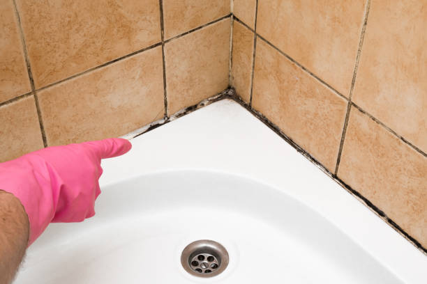 Best Black Mold Removal  in Enon, VA