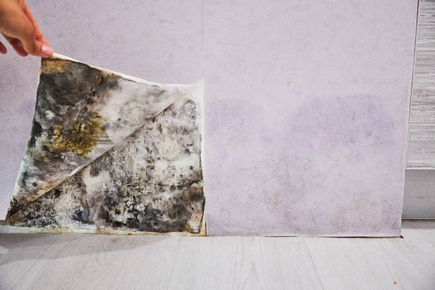 Mold Removal Process in Enon, VA